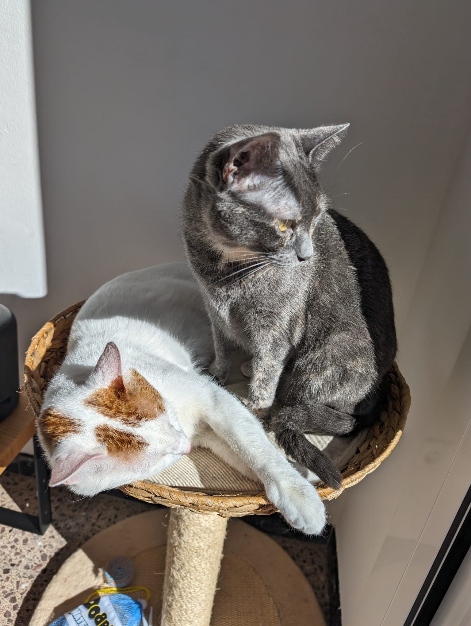 Cats Núvol and Trufa